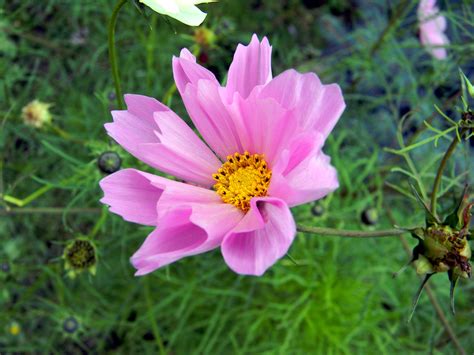 Космея Морская ракушка / Cosmos bipinnatus