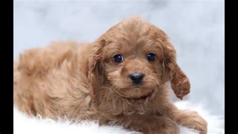 Cavapoo Puppies for Sale - YouTube