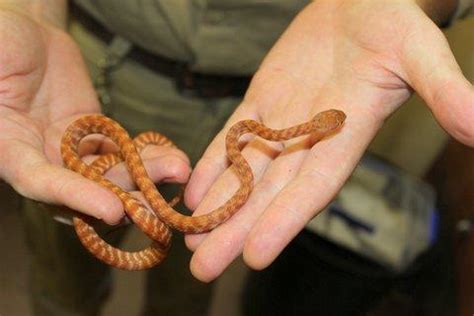 Brown Tree Snake - Territory Wildlife Park