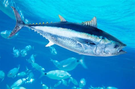 Южный голубой тунец Atlantic Bluefin Tuna, Sea Fish, Endangered Species ...