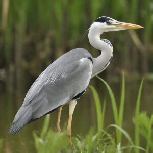 51 Types Of Heron Species: Herons Diversity (With Pictures)