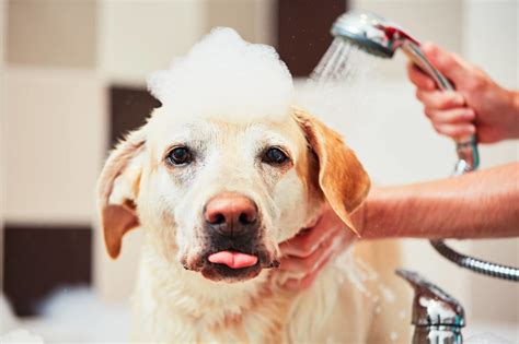 dog grooming tips  tricks  comprehensive guide  pet owners