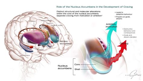 Nucleus Accumbens & Craving - Geras Healthcare Productions