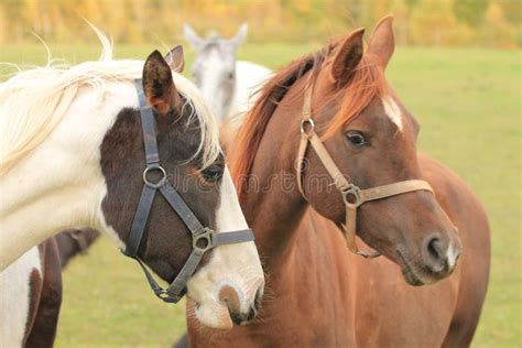 Appaloosa Horse stock photo. Image of grass, domestic - 262560708