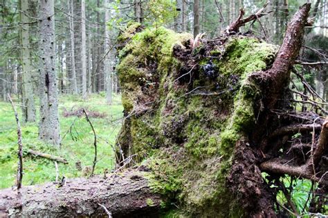 Fallen Tree with Roots in the Forest. Wild Forest Stock Image - Image of laying, decay: 160137997