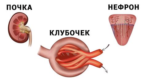 Нефропатия - причины и факторы риска, виды, диагностика, симптомы и лечение