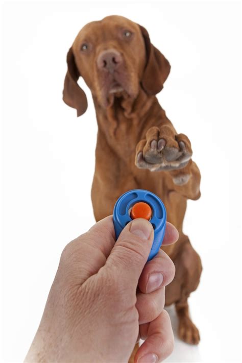 Basic Dog Training Tips | ThriftyFun