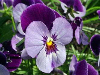 Анютины Глазки: Выращивание из Семян, Уход (60 Фото) +Отзывы