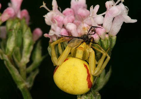 Thomisidae crab spiders