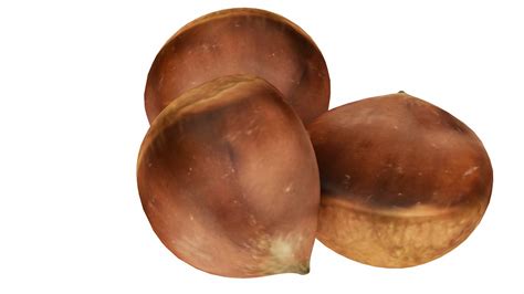 Chest Nut 3D Model - TurboSquid 1555781