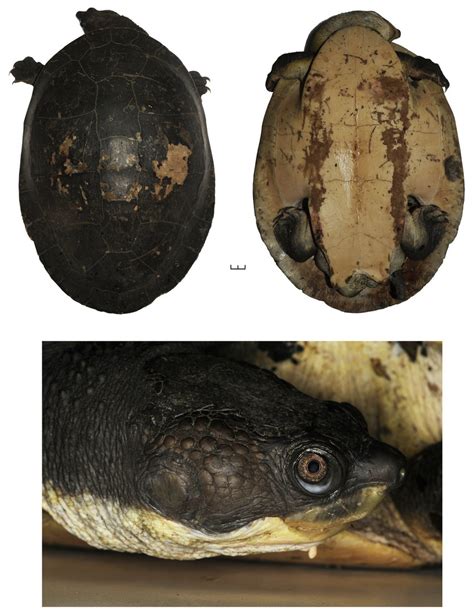 pngm  adult female elseya elseya branderhorsti photographed