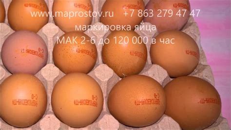 Маркировка яйца мак 2-6, оборудование для маркировки яйца - YouTube