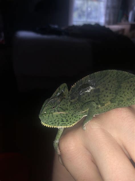 Bruise? Infection? Bad shed? : r/Chameleons