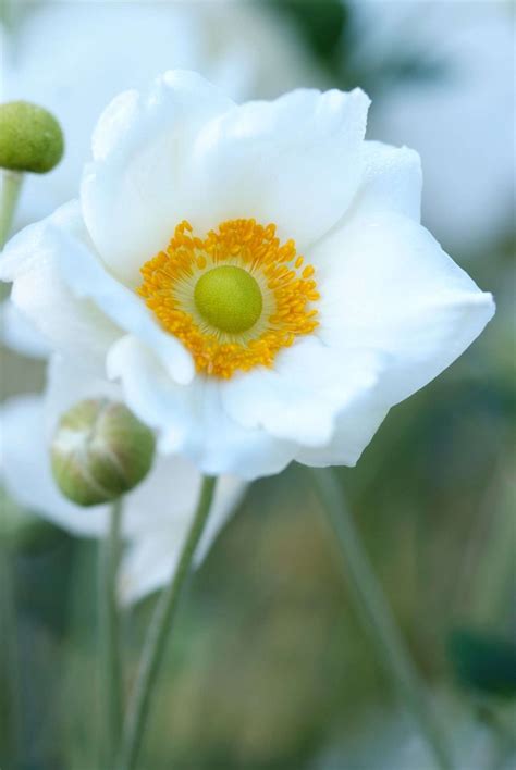 Anemone - Perennial Power