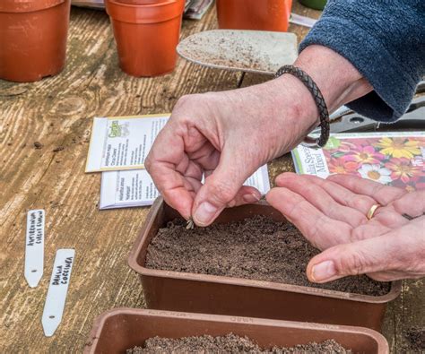 Flower experts reveal how to grow dahlias from seed | Homes and Gardens
