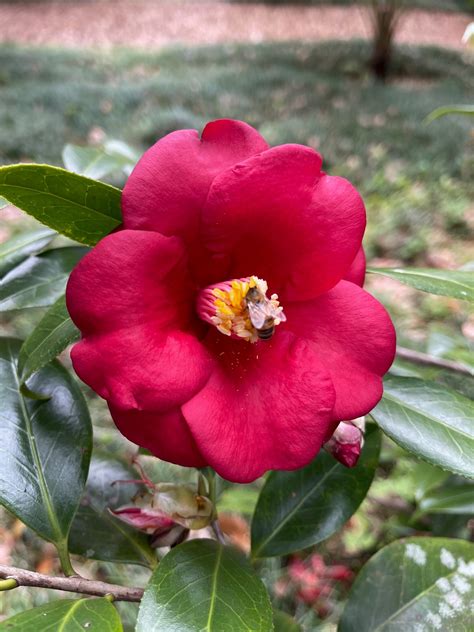 camellia flower 3