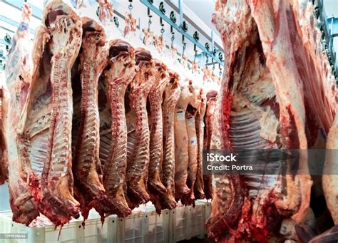 貯蔵室にぶら下がっている赤肉の死体 - 食肉処理場のストックフォトや画像を多数ご用意 - 食肉処理場, 肉, 保冷庫 - iStock
