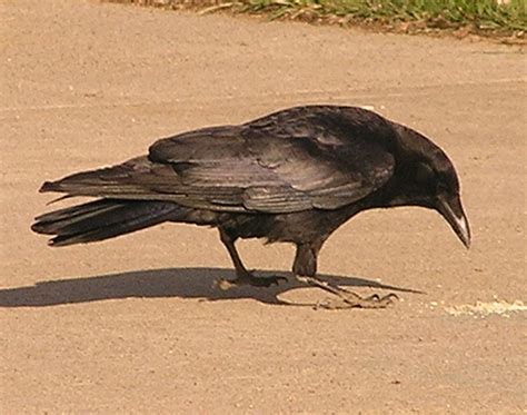 Corvidae | Wildlife of Alberta Wiki | Fandom