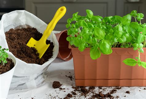 Starting with the Right Soil for Your Basil Plants - Food Gardening Network