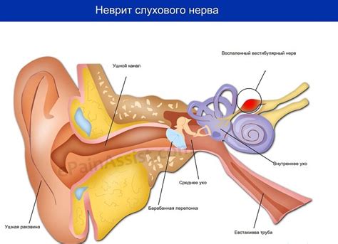 Анатомия и физиология наружного уха