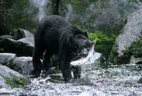 Two Rare Black Bear Attacks Show Rise in Conflict With People