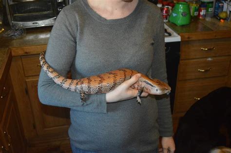 Indonesian Blue-tongued Skink Care Sheet | Wiki | Reptiles Amino
