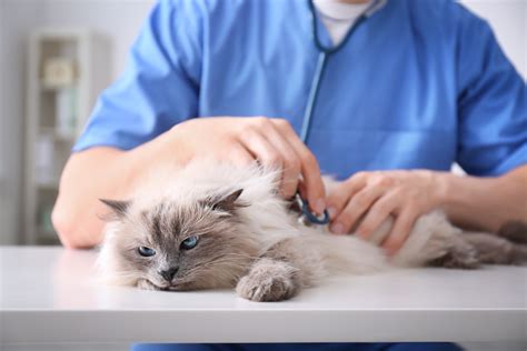 Finding The best Veterinarian In Kirrawee Near Me: A Comprehensive