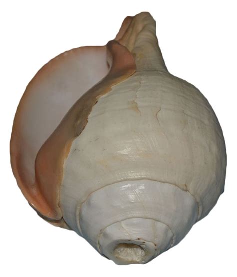 Indian Collection Turbinella Pyrum Pooja Shell: Buy Indian Collection ...