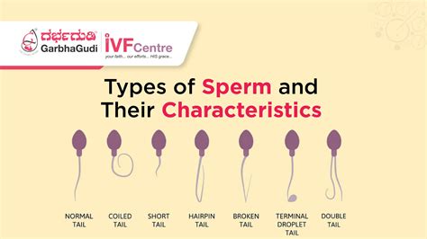 Different Types of sperm and their characteristics