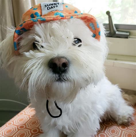 Hole in the Wall Custard Shoppe | Oak Park IL