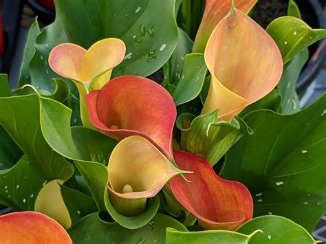 Calla Lilies - campestre.al.gov.br