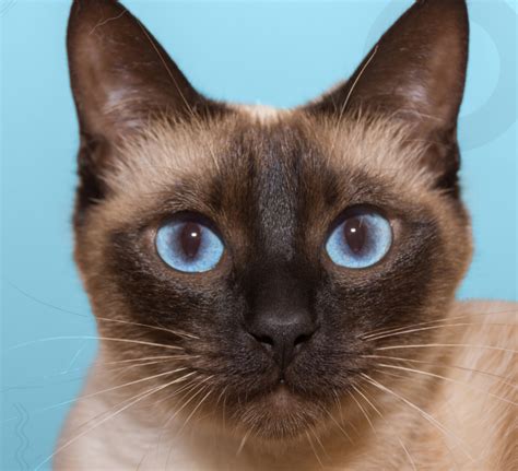 Rewards – CatGenie