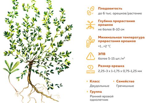 Трава-мурава. Фото, как размножить для газона
