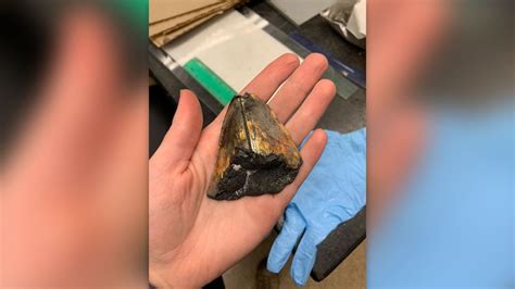 Megalodon tooth found on unexplored seamount 10,000 feet below the ...