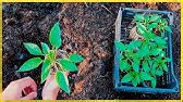 Рассада перца: от всходов до пикировки - YouTube