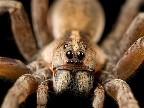 Scariest Looking Spider