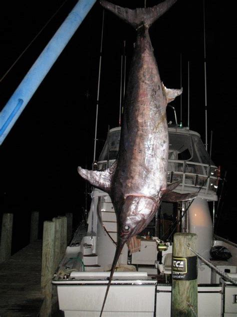 Giant Swordfish | New Zealand Swordfish 891 Record