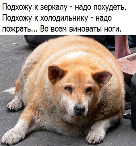 Ноги | Пикабу