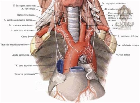 Анатомия возвратного нерва Возвратный нерв (n. laryngeus recurrens ...