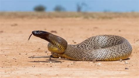 poisonous snake  australia  inland taipan cpr  aid