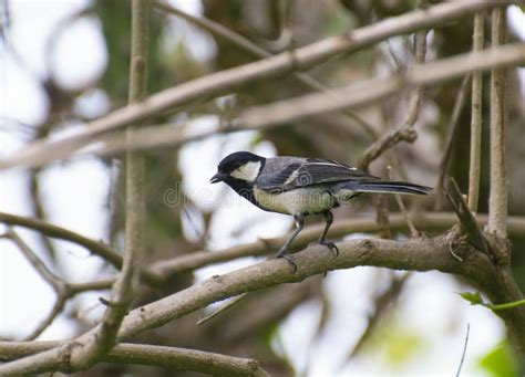 Cinereous Tit, Parus Cinereus at Salim Ali Bird Sanctuary Stock Photo ...