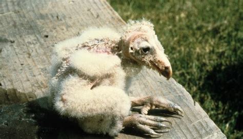 10 Facts About Turkey Vultures That Might Surprise (and Totally Disgust ...