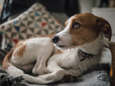 A Paraphimosis Male Dog And Cats