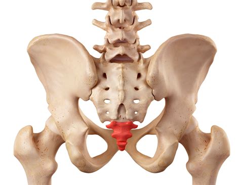 coccyx