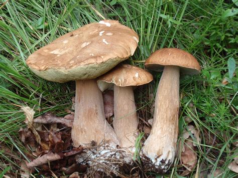 Boletus aestivalis