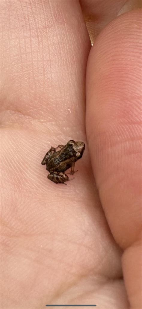 Paedophryne : r/frog