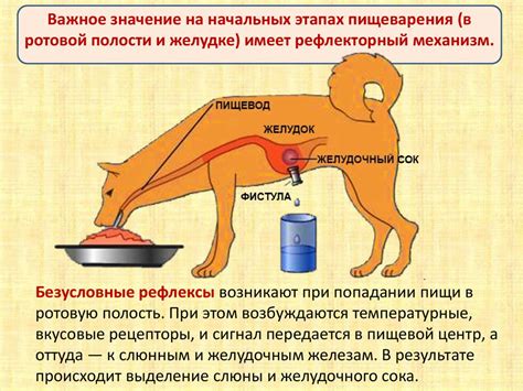 Регуляция пищеварения - презентация онлайн