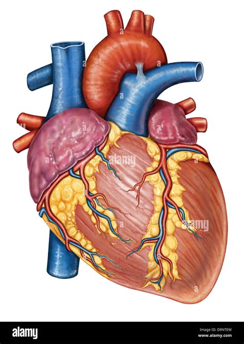 Anatomia Macroscopica Corazon Y Grandes Vasos - Otosection