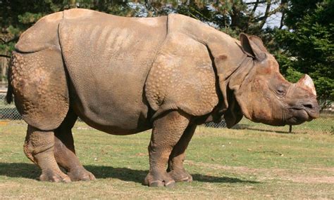 badak jawa karakteristik makanan habitat  lainnya