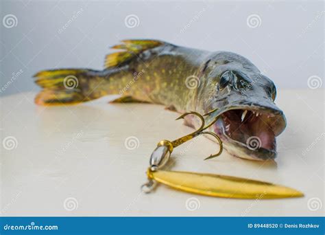 Pik Med Ett Drag I Dess Mun Arkivfoto - Bild av fisk, tänder: 89448520
